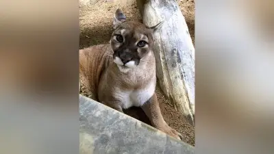 国内最高齢のピューマ「マーコ」が老衰で死去 徳島の動物園で17年の生涯に幕