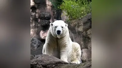 ホッキョクグマ「ゴーゴ」21歳で死亡、繁殖目的の移送中に麻酔薬投与後心停止