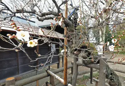 埼玉・狭山の広瀬神社で樹齢400年の「不朽梅」が見ごろ ねじれた幹と白い花の共演