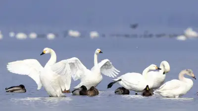 琵琶湖岸で「冬の使者」コハクチョウ約600羽が優雅に羽休め、北帰行まであとわずか