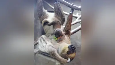 神戸どうぶつ王国でフタユビナマケモノの赤ちゃん「コタツ」が一般公開へ