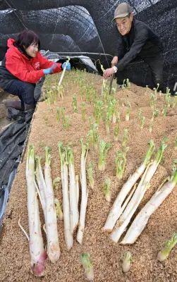 春の訪れを収穫 福島県天栄村で山ウドの収穫が最盛期を迎える