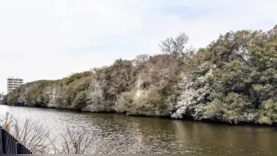 明石公園の樹木が野鳥のフンで白化、管理団体は「静観」の方針