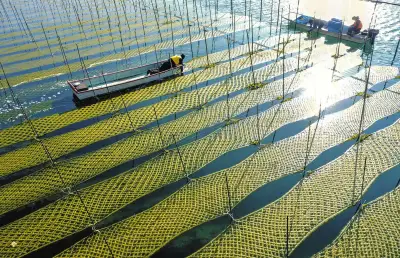 三重県志摩市・英虞湾でアオサノリ収穫最盛期 青く輝く養殖網が美しい光景