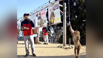 大分・高崎山自然動物園で猿の選抜総選挙が開幕、「かわいさ真剣勝負」で頂点を競う