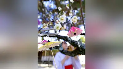 山口県萩市の松陰神社で紅白の梅が満開、甘い香りと傘みくじが春の彩りを演出