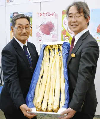 栃木JAなすの「春香うど」出荷開始 温暖化で生産に苦労も品質は良好