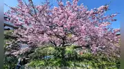 長崎市で河津桜が満開、90歳男性が育てた苗木が地区の名所に