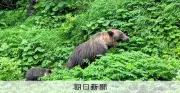 知床・羅臼岳ヒグマ事故、登山口閉鎖基準を初めて明記 つきまとい個体確認で捕殺へ