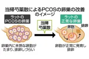 漢方薬「当帰芍薬散」が多嚢胞性卵巣症候群に効く仕組みを解明　愛知医科大学などが動物実験で明らかに