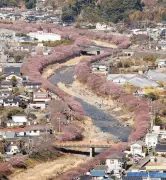 静岡・河津町で河津桜が見ごろ 優しい色合いが春の訪れ告げる