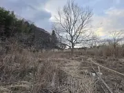 農園再生の地道な作業 ススキ除去でキウイ棚が姿現す 木イチゴ増殖計画も進行中