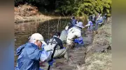 高知県四万十市のトンボ自然公園で恒例のスイレン間引き作業、生態系保全に住民らが汗