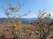 埼玉・宝登山でロウバイが開花 甘い香り漂う長瀞の春