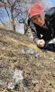 栃木の「極北セツブンソウ」が見頃 降雪に負けず可憐な花咲く
