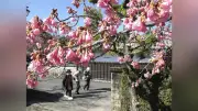 雲仙市神代小路でヒカンザクラ満開、武家屋敷と共に春彩る「緋寒桜の郷まつり」開催中