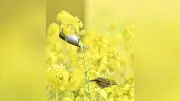 愛知・田原市で菜の花満開、メジロが春の訪れを告げる