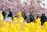 江戸川区の旧中川河川敷で河津桜が見頃 ピンクと菜の花の黄色が春の訪れを告げる