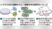 マウスＥＳ細胞から精巣組織の作製に成功 大阪大など、不妊治療や絶滅危惧種保護に新たな道