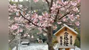 和歌山・根来寺で「合格桜」が見頃 受験生応援の河津桜が咲き誇る