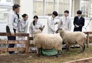 清陵情報高でヒつじ飼育プロジェクト、工業と商業の学び融合し学校の目玉に
