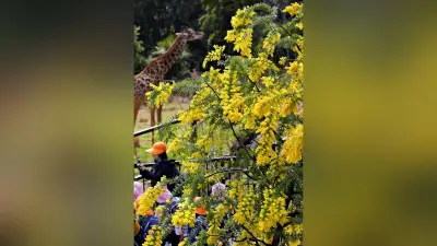 北九州市の到津の森公園でミモザが咲き誇る、春の訪れに来園者笑顔