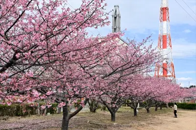 福島・いわきの勿来発電所で河津桜が満開　早咲きの桜が春の訪れを告げる