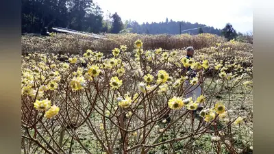 愛媛・四国中央市でミツマタの黄色い花が見頃 和紙原料の伝統栽培を継承