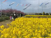 埼玉・八潮でハナモモとナノハナ満開 2年ぶり「花桃まつり」14、15日に開催