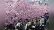 京都・伏見の淀緑地公園で河津桜が見頃、330本が20年で地域の財産に