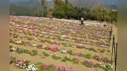 高知・大月町に移住者手作り花園「花咲農園」4月1日開園、9種10万株の花咲き誇る