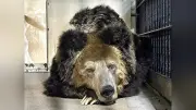 神戸市立王子動物園、ウマグマの「マー」が天国へ…３６歳の生涯に別れ
