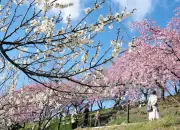 群馬・高崎で紅白梅と河津桜が共演 みさと梅まつりで春の訪れを満喫