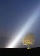 精霊の木に光のモニュメント 園児がタイサンボクの葉に復興願いを書き込む