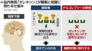 武田薬品、ナルコレプシー新薬「オベポレクント」を承認申請 オレキシン欠乏を補う世界初の治療薬へ