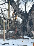 福島県で新たな観光ルート「ふくしま花街道」が開通、春の訪れを彩る