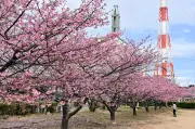 福島・いわきの勿来発電所で河津桜が満開　早咲きの桜が春の訪れを告げる
