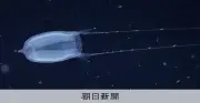 沖縄・久米島沖で新種クラゲ「カグツチクラゲ」発見 疑似餌で魚を誘引する驚異の生態