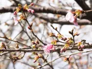 福島県の新たな観光戦略「ふくしま未来ツーリズム」が始動、地域活性化へ期待高まる