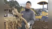 和歌山の「幻のごぼう」はたごんぼ復活 若き生産者が伝統を継承し地域の誇りに