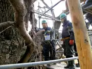 国天然記念物「三春滝桜」、大雪で枝折れ被害に応急処置を実施