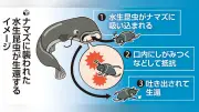 ナマズの口内で抵抗、小型昆虫の半数が生還 神戸大が生態解明
