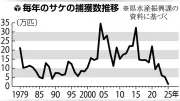 山形県のサケ捕獲数が過去最低、海水温上昇で資源危機に直面