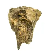 平安時代の僧侶はシカ肉を食べていた？ 寺院の井戸跡からニホンジカの骨片が出土