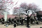 群馬県安中市の秋間梅林で県警音楽隊が春の演奏会 交通安全イベントも開催