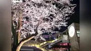 岐阜駅近く「やすらぎの里」で桜のライトアップ「桜花爛漫」が始まる