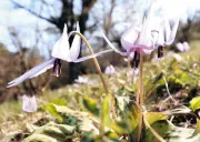 埼玉・狭山でカタクリが見頃 稲荷山公園で「春の妖精」が開花