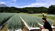 異常気象で農業が北上、京野菜やトマトが北海道や高地で栽培拡大へ