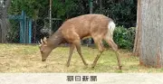 大阪の市街地にシカ出現 奈良からの移動か、団地や公園でも目撃相次ぐ