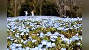 岐阜・可児市でネモフィラ咲き始め、青い花壇が春の訪れを告げる